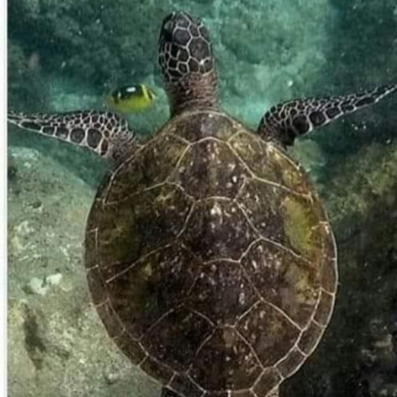 12” Steel tongue drum - Picture 6 of 7